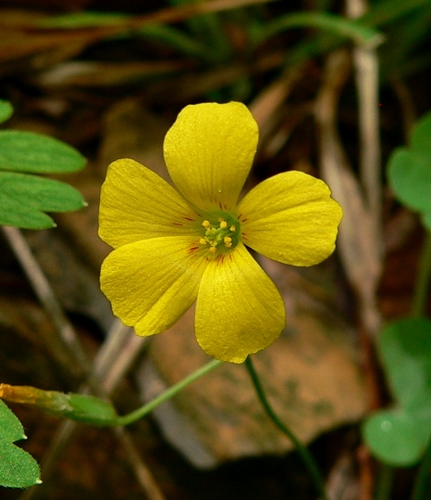{Oxalis macrantha}